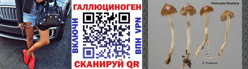 купить наркотики цена  мориарти клад  Галлюциногенные грибы GOLDEN TEACHER  Волжский 